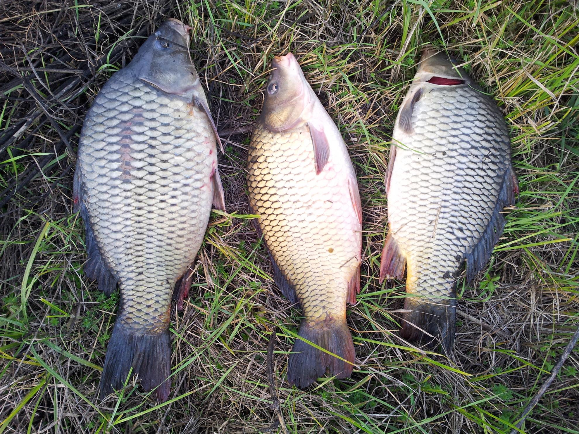 pescuit la crap - 20130922183953.jpg